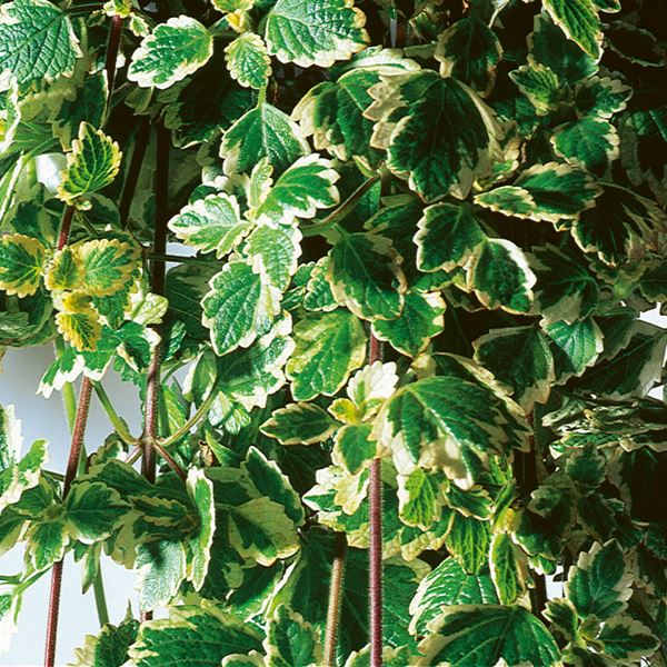 Plectranthus coleoides variegata®New