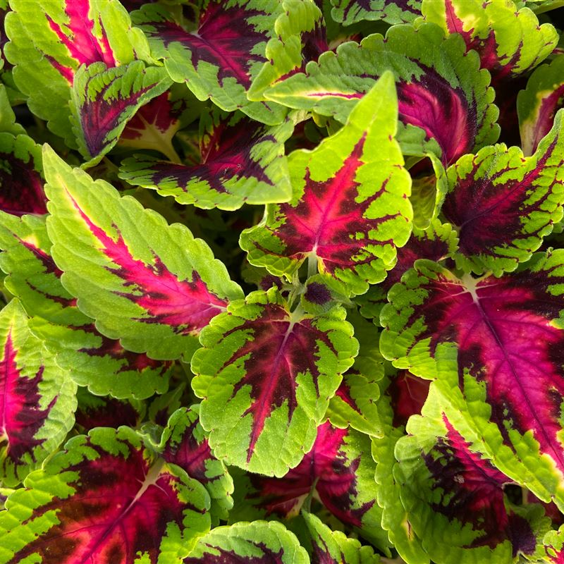 Solenostemon Decoro Fiamma®  New